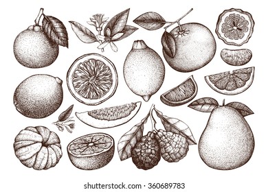 Vintage Ink hand drawn collection of citrus fruits isolated on white background. Sketched illustration of highly detailed citrus fruits 