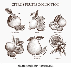 Vintage Ink hand drawn collection of citrus fruits isolated on retro background. Sketched illustration of highly detailed citrus fruits set