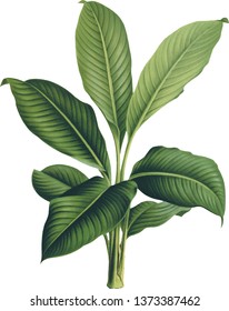 Vintage Leaf Botanical Illustrations