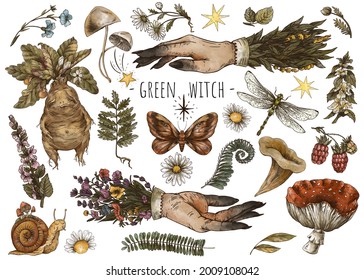 Vintage magic plants  witch hands  Witchcraft mystery  mandrake root  mushrooms  flowers  chamomile  amanita  fern leaves  Hand  drawn illustration isolated white background