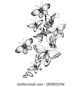 Vector Engraving Antique Illustration Honey Flying Stock Vector ...