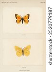 Vintage Orange Sulphur butterfly from our own publication of Moths and Butterflies of the United States (1900) by Sherman F. Denton. Vintage butterfly art illustration, old insect painting art print.