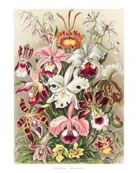Vintage Orchid Illustration Wall Art Print And Poster.