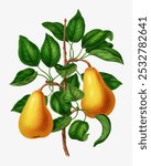 Vintage pears illustration. Remixed from our own original 1879 edition of Nederlandsche Flora en Pomona. Vintage pears art element illustration, vintage pears design on white background.