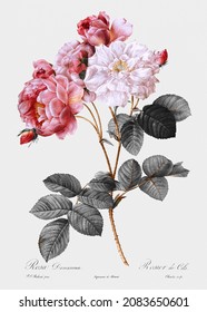 Vintage pink damask rose illustration, remix from original artwork.