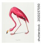 Vintage Pink Flamingo illustration wall art print and poster.