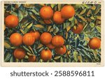 Vintage postcard of Florida oranges. Bright oranges hanging on branches. Lush green leaves surround the oranges. Florida oranges in vibrant color. Vintage card, art illustration.