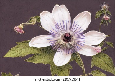 Vintage Postcard Style Passion Flowers In Neutral Tones Lithograph Botanical Detailed 3d Illustration 