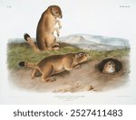 Vintage Prairie Dog or Prairie marmot squirrel animal wildlife hand drawing, Vintage illustration of Prairie Dog in nature. Old        Prairie Dog animal wildlife illustration on white paper