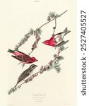 Vintage Purple Finch from Birds illustration, Vintage Hand drawn illustration of Prothonotary Warbler bird. Old Prothonotary Warbler bird with leaf drawing on white paper