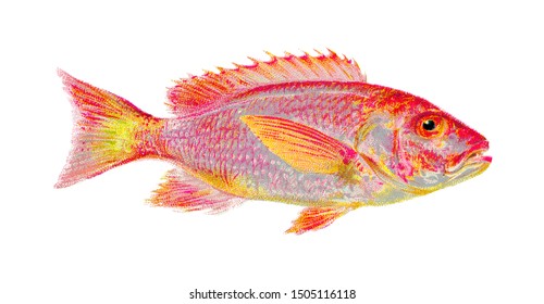 Vintage Red Snapper Fish Illustration Painting