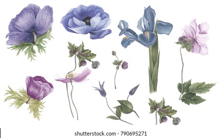 Iris Blu Stock Illustrations Images Vectors Shutterstock