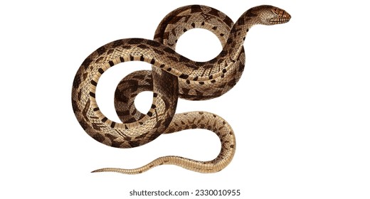 Ilustración De Serpiente Vintage Aislada En Blanco