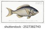 Vintage Sparus tetracanthus Nitidus fish watercolor drawing, Vintage illustration of Sparus tetracanthus fish. Old Sparus tetracanthuss fish watercolor illustration on white paper