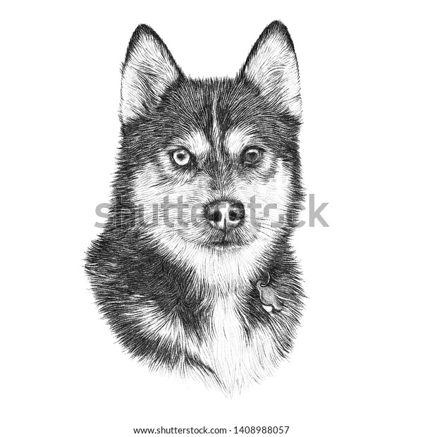 Vintage Style Sketch Siberian Husky Dog Stock Illustration 1408988057