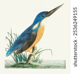 Vintage Tridigitated kingfisher or Deep blue kingfisher bird drawing, Vintage illustration of Tridigitated kingfisher bird. Old Tridigitated kingfisher bird hand drawing illustration on white paper