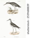 Vintage of Varied Tatler and Yellowlegs bird animal hand drawing, Vintage illustration of Varied Tatler and Yellowlegs bird. Old Varied Tatler and Yellowlegs bird illustration