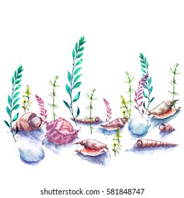 Vintage Watercolor Drawing. The Seabed, Ocean, Sea. Illustration With Algae, Aquatic Plants, Shells, Molluscs. Sea Inhabitants, Aquarium