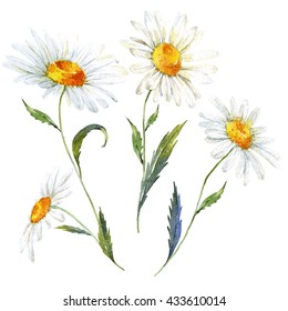 Vintage Watercolor Illustration Of A Daisy Flowers, Isolated Elements