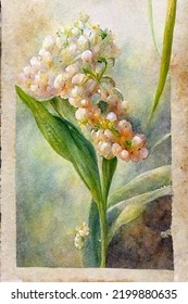 Vintage Watercolor Painting Of Lily Of The Valley Flower