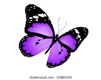 Violet Butterfly Flying Isolated On White Stock Illustration 110891594 ...