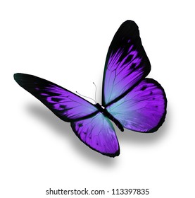 Violet Butterfly Isolated On White Background Stock Illustration 111033023