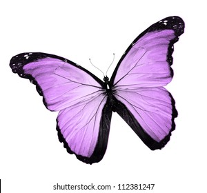 Violet Butterfly Isolated On White Stock Illustration 112381247 ...