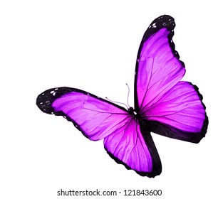 Violet Butterfly On White Background Stock Illustration 121843600 ...