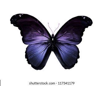 Violet Dark Butterfly Flying, Isolated On White