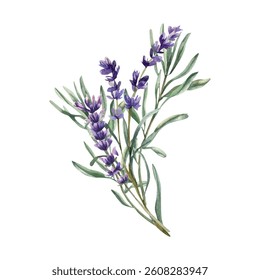 Violet field flowers watercolor arrangement. Isolated lavender flowers bouquet with purple blooming elements and green leaves, floral field flowers branches for packing, label, logo, card design.