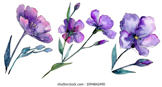 Violet flax. Floral botanical flower. Wild spring leaf wildflower isolated. Aquarelle wildflower for background, texture, wrapper pattern, frame or border.