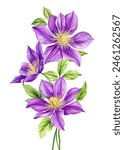 Violet Flower isolated white background watercolor illustration botanical painting, clematis flowers Flora greeting card