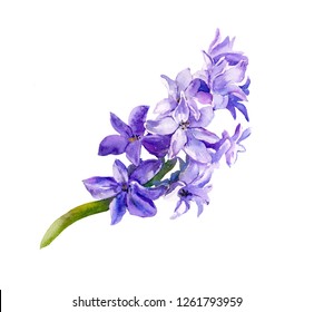 Violet Flowering Hyacinth. Watercolor Flower