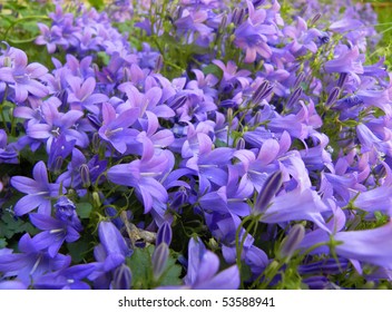 265,948 Red violet flowers Images, Stock Photos & Vectors | Shutterstock