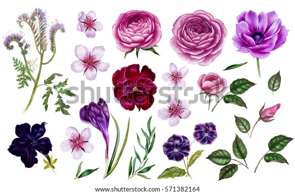 紫色の花セット 植物イラスト 水彩花 手描きの葉 緑の葉 バラ アネモネ ヴィオラ ペチュニア リンゴの木の花 のイラスト素材 571382164