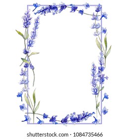 Violet Lavender. Floral Botanical Flower. Wild Spring Leaf Wildflower Isolated. Aquarelle Wildflower For Background, Texture, Wrapper Pattern, Frame Or Border.