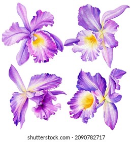 Violet orchid on isolated white background, watercolor botanical painting. Set flowers
