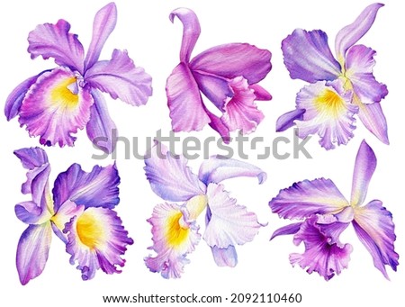 Violet orchid on isolated white background, watercolor botanical painting