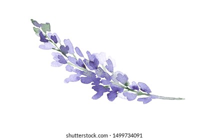 Violet watercolor lupine branch. Colorful floral element isolated on white. Lavender flowers. Spring fresh watercolor illustration. Watercolor sketch.