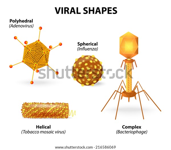 32 Label Each Of The Viral Capsid Shapes. - Labels Design Ideas 2020