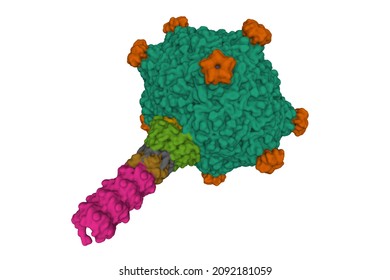 Virion Of Empty Gene Transfer Agent Particle. 3D Gaussian Surface Model, Protein Id Color Scheme, PDB 6tui, White Background.