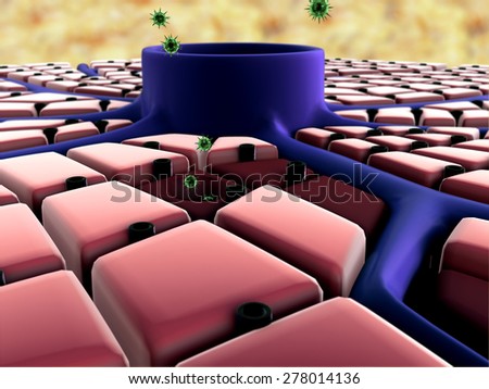 virus attack, Coronavirus atack the lungs cell, structure of the liver, virus attack the liver, Human Immune System