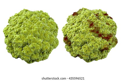 Virus, Bacteria, Microbe Medical Anatomy Concept  Isolate. 3d Rendering