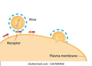 Virus Infected To Host Cell At Plasma Membrane Using Receptor Protein Pathway On White Background