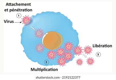 The Virus Life Cycle Could Be Divided Into Six Steps: Attachment, Penetration, Uncoating, Gene Expression And Replication, Assembly, And Release.