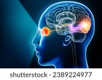 Visual pathway with eye, optic nerve and visual cortex 3D rendering illustration with copy space. Human brain and sensory system anatomy, medical, neuroscience, neurology, ophthalmology concepts.