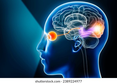 Visual pathway with eye, optic nerve and visual cortex 3D rendering illustration with copy space. Human brain and sensory system anatomy, medical, neuroscience, neurology, ophthalmology concepts.