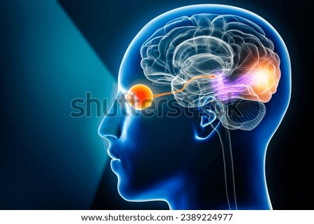 Visual pathway with eye, optic nerve and visual cortex 3D rendering illustration with copy space. Human brain and sensory system anatomy, medical, neuroscience, neurology, ophthalmology concepts. Stock foto © 