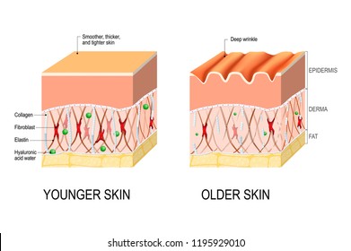 Visual representation of skin changes over a lifetime. Collagen and elastin form the structure of the dermis making it tight and plump. Fibroblasts synthesize collagen and elastin. difference