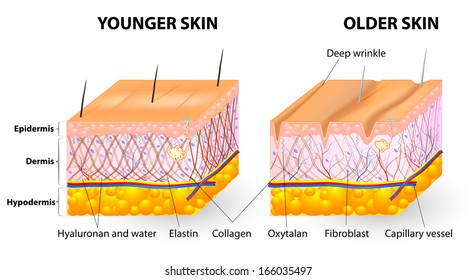 Visual representation of skin changes over a lifetime. Collagen and elastin form the structure of the dermis making it tight and plump. Fibroblasts synthesize collagen and elastin.